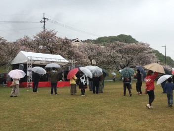 【新居浜桜祭開催中！（2日目）】